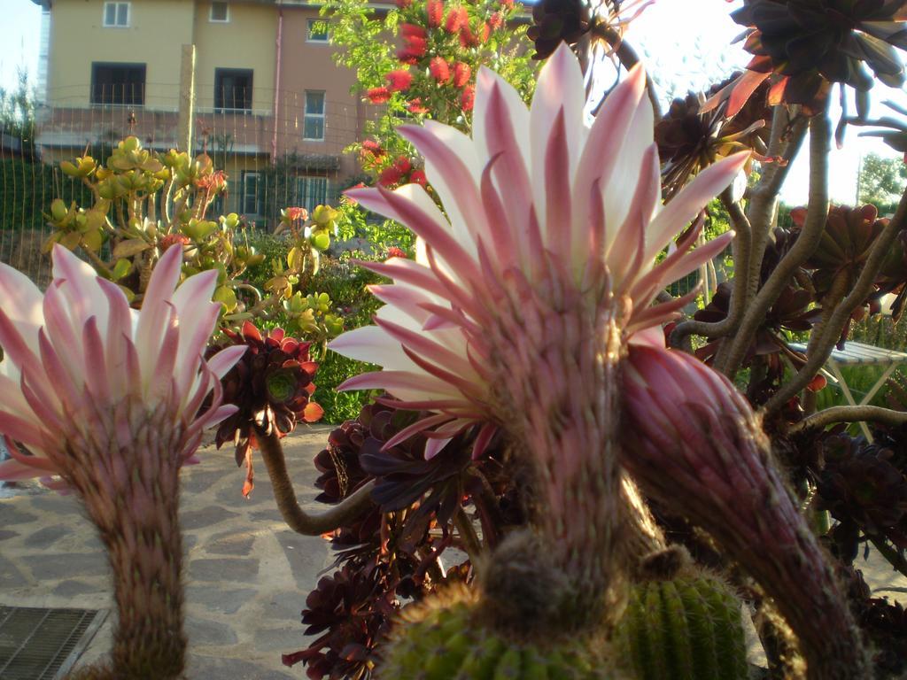 Il Giardino Di Emilio Bed & Breakfast Marrùbiu Exterior foto