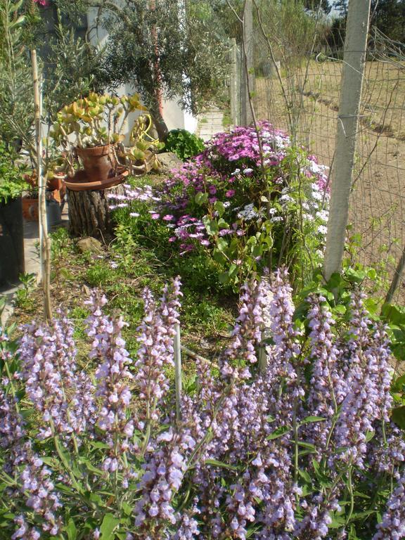 Il Giardino Di Emilio Bed & Breakfast Marrùbiu Cameră foto